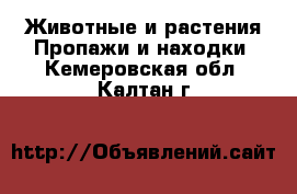 Животные и растения Пропажи и находки. Кемеровская обл.,Калтан г.